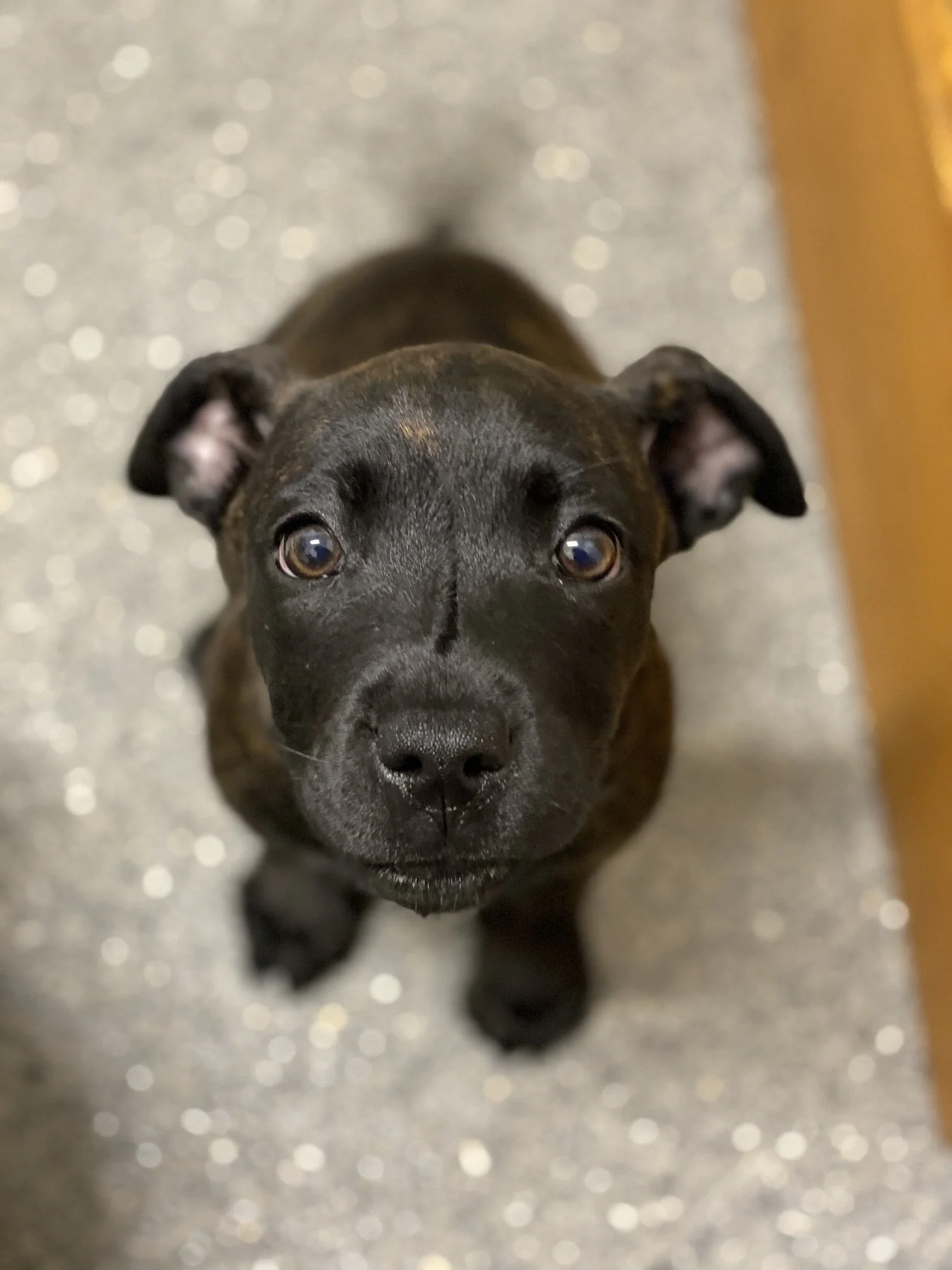 Staffy cross best sale corgi